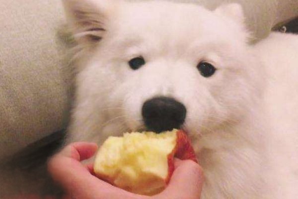 狗吃苹果的好处和坏处
