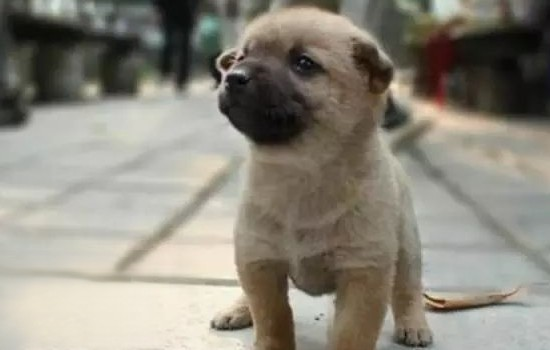 中国本土常见的狗品种