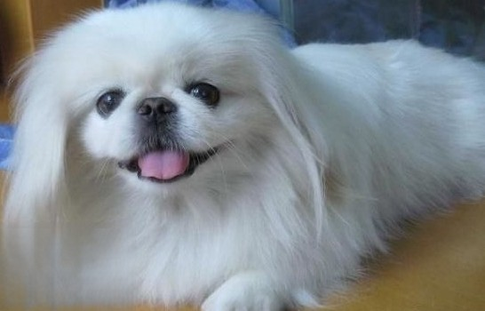 中国本土常见的狗品种