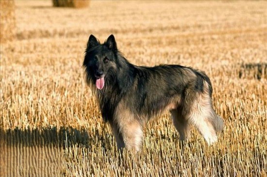 比利时牧羊犬价格是多少 纯种比利时牧羊犬多少钱一只1