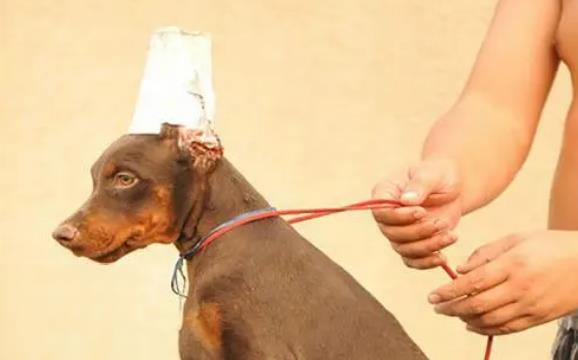 狗狗立耳器一般戴多久