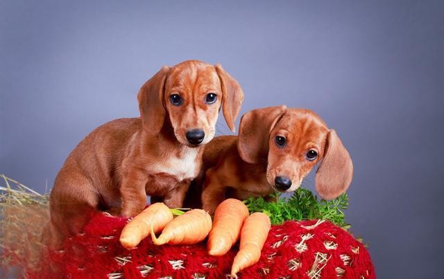 狗狗吃胡萝卜一次吃多少合适