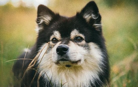 狗狗可以吃秋葵吗