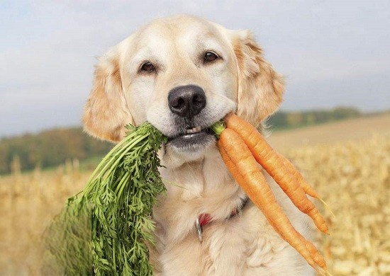 狗狗可以吃的蔬菜