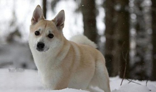 怎么训练挪威布哈德犬看家 挪威布哈德犬看家训练