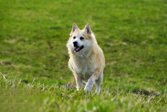挪威布哈德犬大小便怎么训练 挪威布哈德犬排便训练方法
