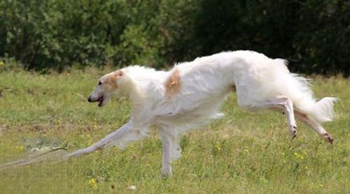 苏俄猎狼犬怎么训练 苏俄猎狼犬训练注意事项
