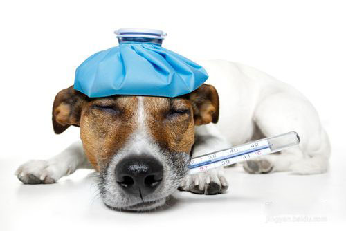 狗狗胰腺炎症状有哪些 狗狗胰腺炎的早期症状表现1
