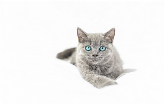 蓝猫为什么会出丁香色
