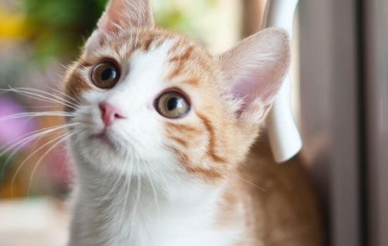 猫为什么会怕黄瓜