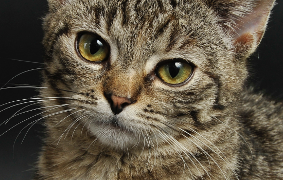 猫咪驱虫项圈对猫咪有害吗