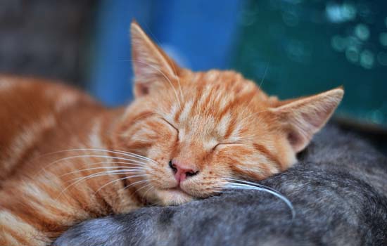 小猫为什么会喜欢和人睡觉