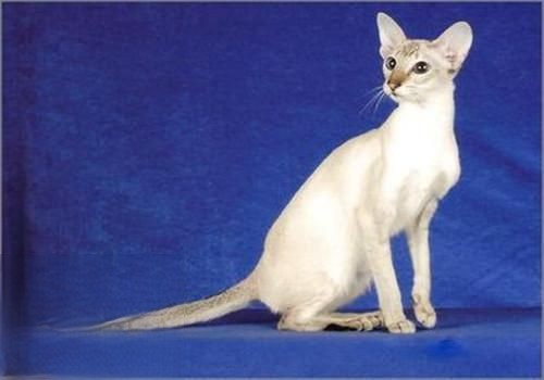重点色短毛猫有什么性格特点 重点色短毛猫性格介绍