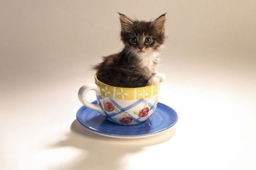 怎么训练茶杯猫听话 茶杯猫乖巧训练法