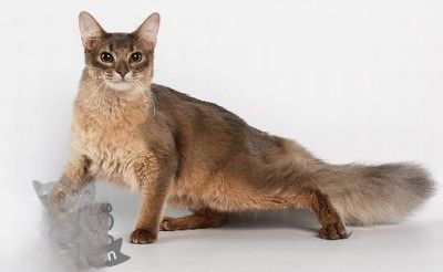 如何训练索马里猫用猫砂 索马里猫猫砂使用训练