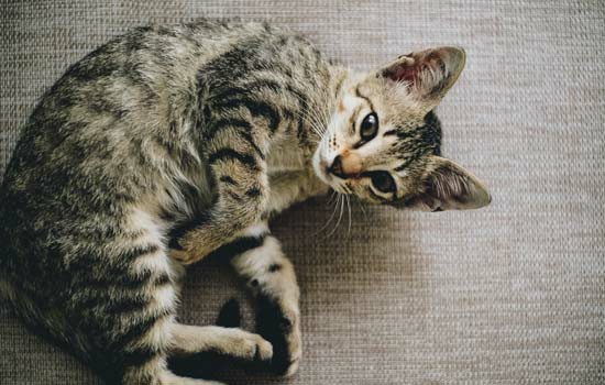 速诺片对猫副作用