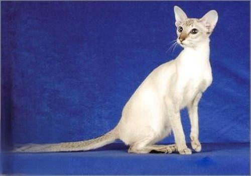 重点色短毛猫过敏有什么症状 重点色短毛猫过敏症状介绍