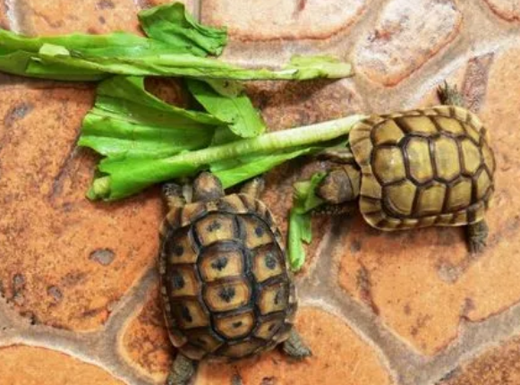 乌龟能吃菜叶子吗