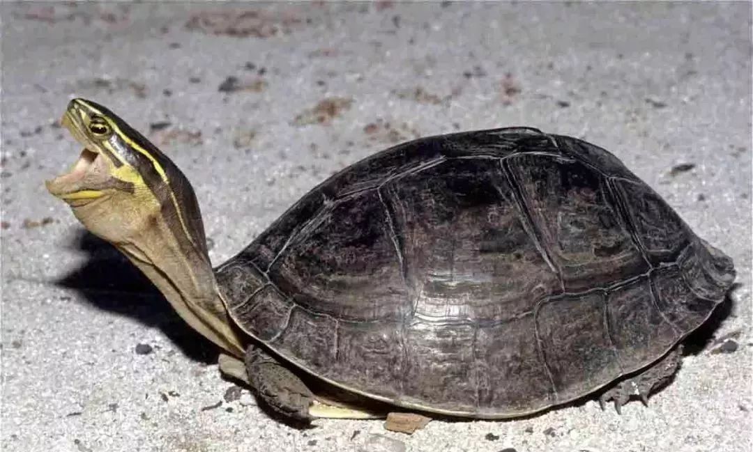 安布闭壳龟保护级别