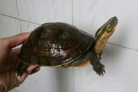 安布闭壳龟多久性成熟