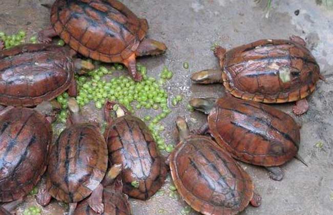 石金钱龟可以和巴西龟一起养吗