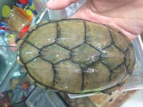 瓦哈卡泥龟可以深水吗