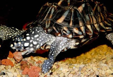 斑点池龟寿命多长时间