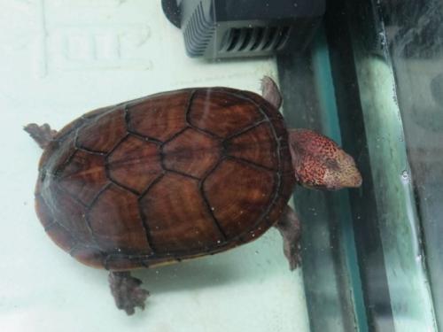 斑纹泥龟多久性成熟