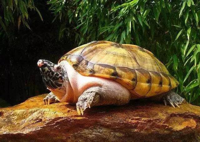 西非侧颈龟吃水果吗