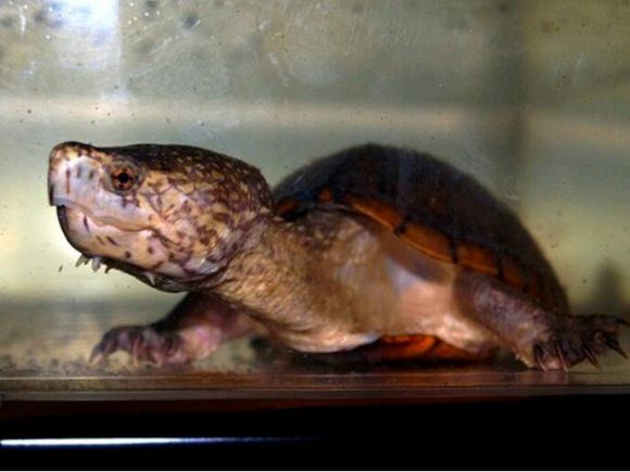 头盔泥龟能活多久