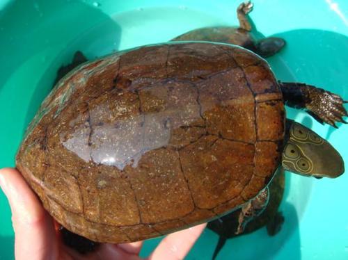 四眼斑水龟是保护动物吗