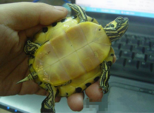 黄肚红耳龟和巴西红耳龟的区别