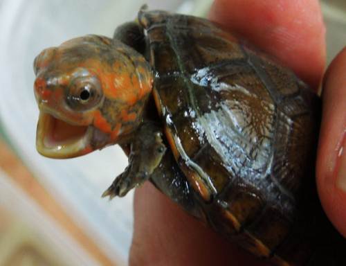 头盔泥龟和红面泥龟的区别