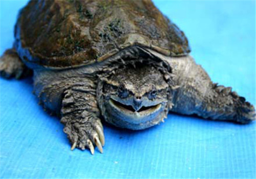 中美拟鳄龟寿命