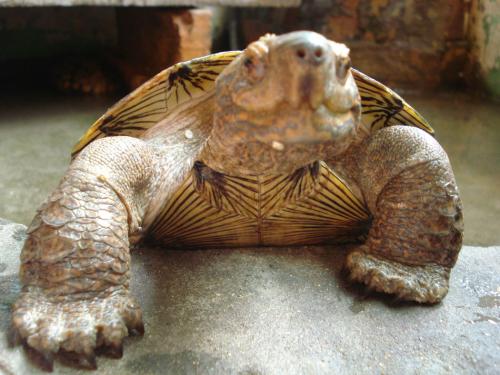 亚洲巨龟是二级保护动物吗