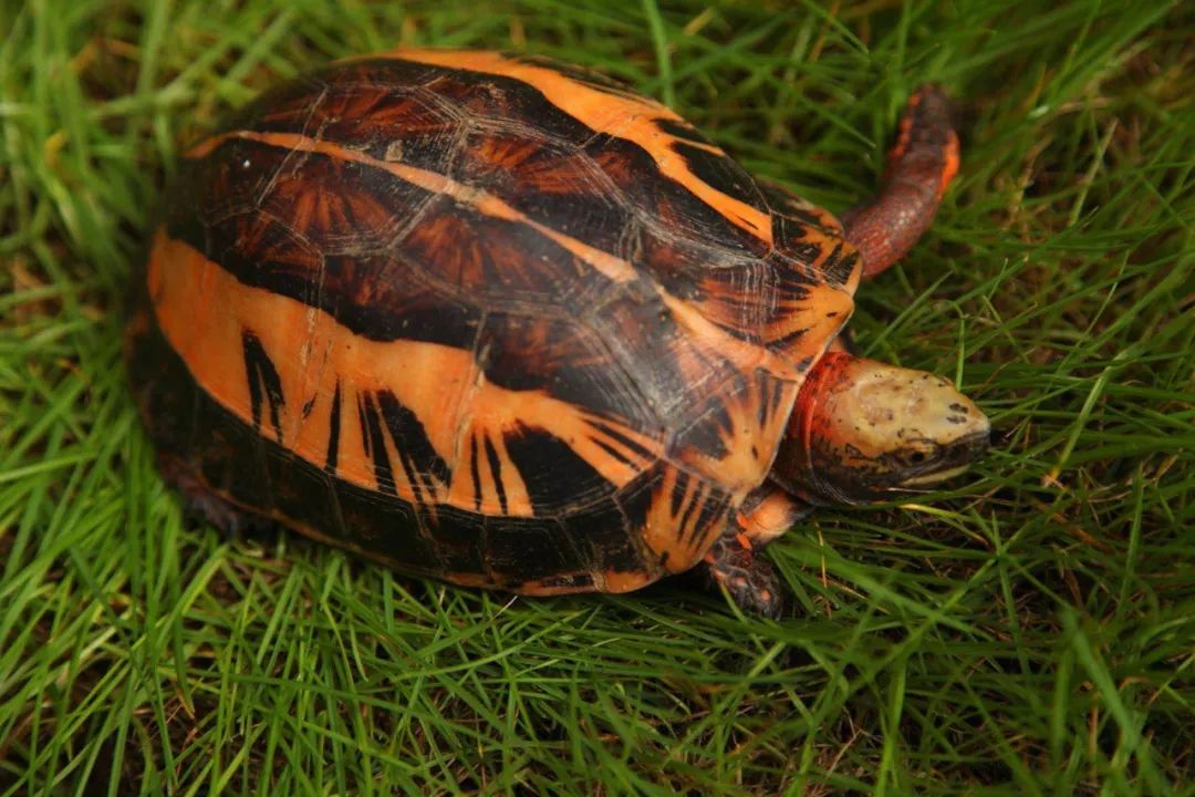 黄额闭壳龟是稀有龟吗