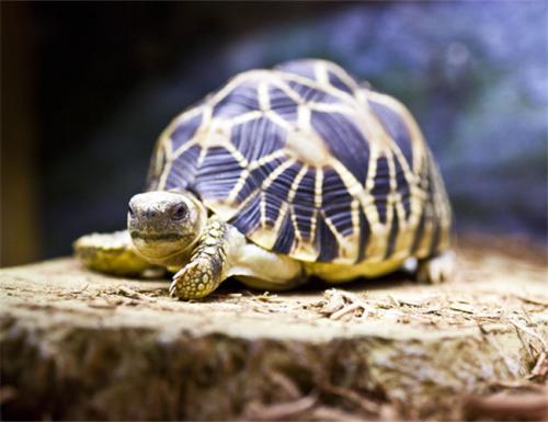 缅甸陆龟和缅甸星龟区别