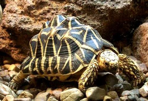 缅甸星龟能活多久