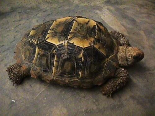 凹甲陆龟能活多少年