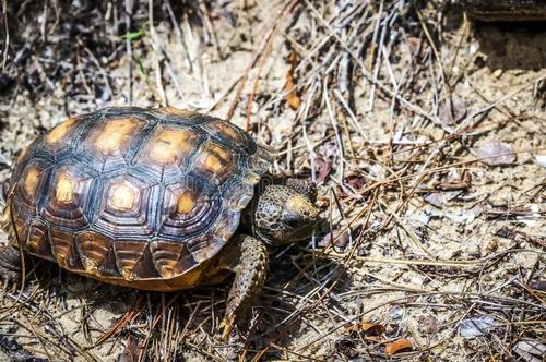 德州地鼠龟饲养方法