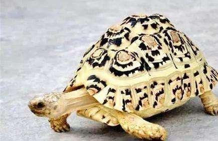 豹纹陆龟生长速度