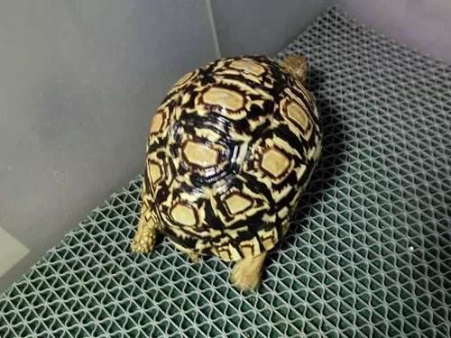 豹纹陆龟能长多大寿命多少长