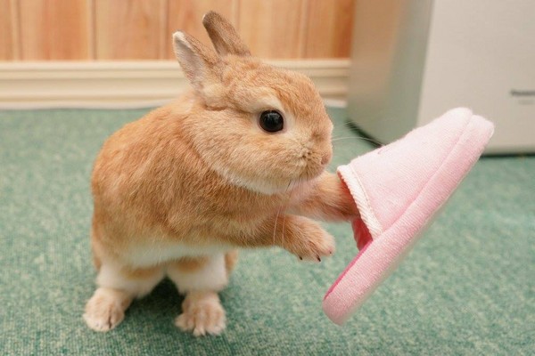 侏儒兔几个月成年