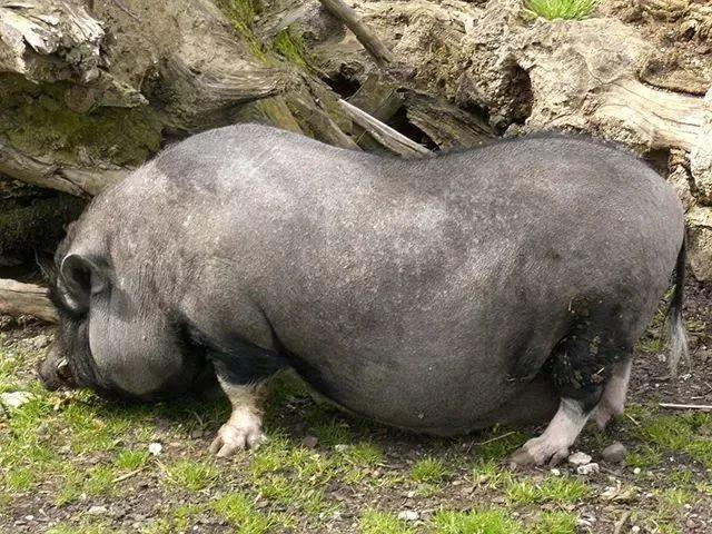 越南大肚猪能长多大