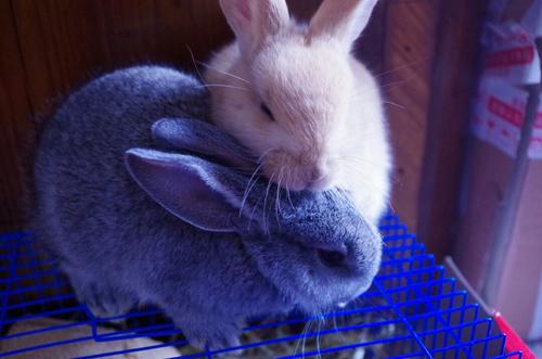 白兔和青紫蓝兔哪个好
