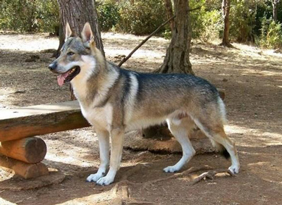 正常训练的长毛的捷克狼犬