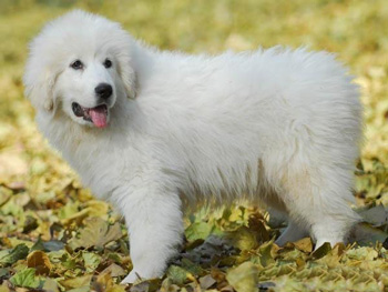 正常掉口水的最难训练的大白熊犬