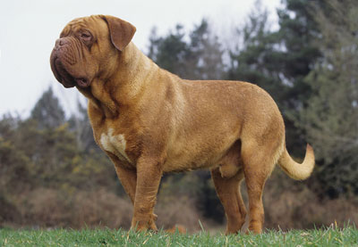 一般粘人的大型的波尔多犬