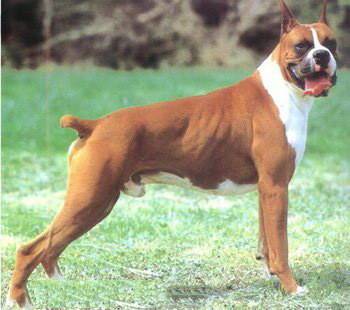 一般粘人的大型的拳师犬