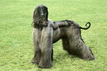 正常掉毛的正常训练的阿富汗猎犬